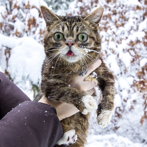 Lil Bub - a cat with snow flakes on the body.