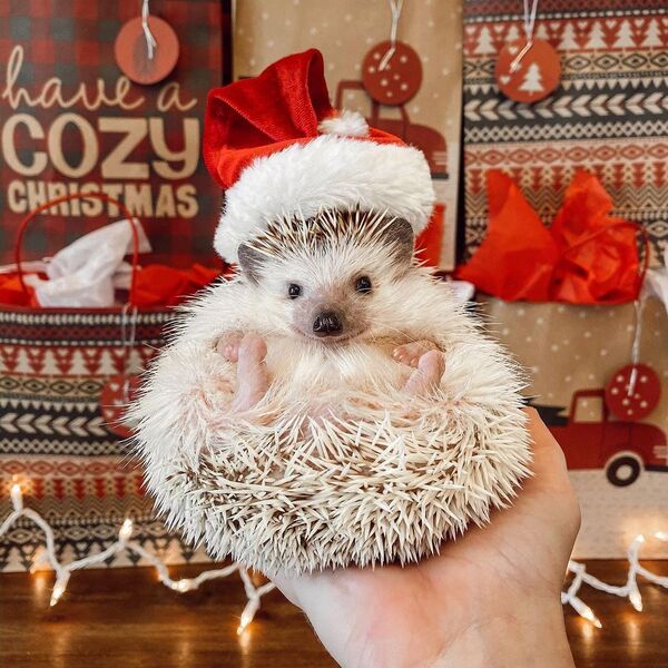 Lionel And Lilo The Hedgehogs - hedgehog is wearing christmas hat.