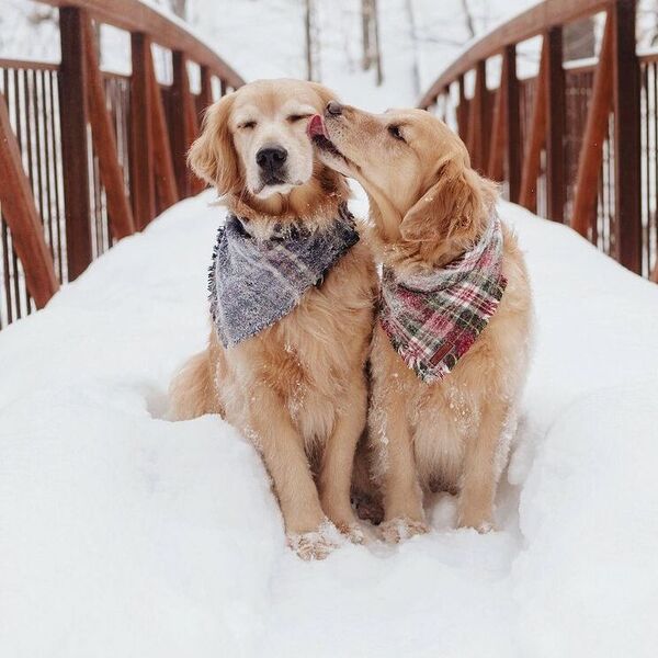Lizzie & Ally - golden retrievers wearing scarf on snow.