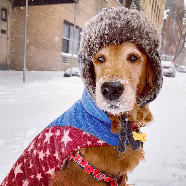 Louboutina - a dog wearing cape.