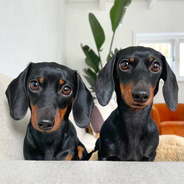 Loulou & Coco - two dogs are sitting next to each other.