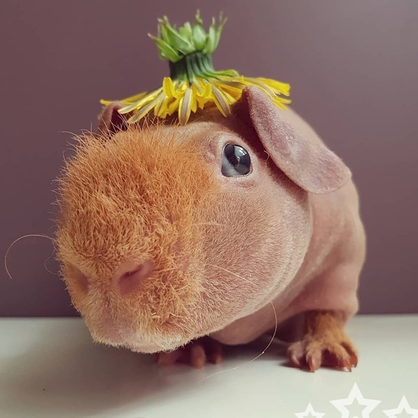 Ludwik - a guinea wearing flower on head.