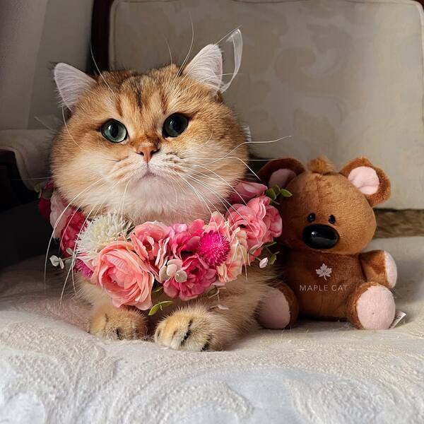 Maple Cat - a cat wearing flower necklace beside teddy bear.