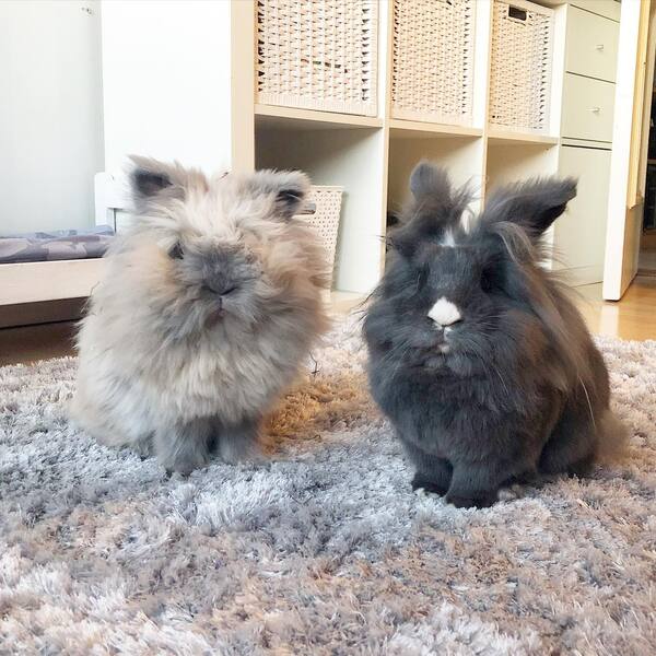 Melvin and Bianca - rabbits resting on rug.