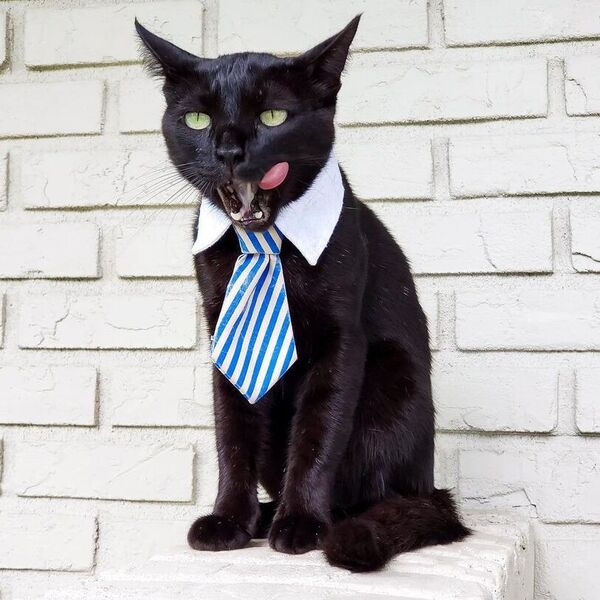 Michael Scott - a cat is wearing necktie.