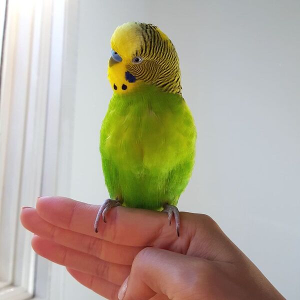 Mr. Poof - is a parrot standing on the hand.