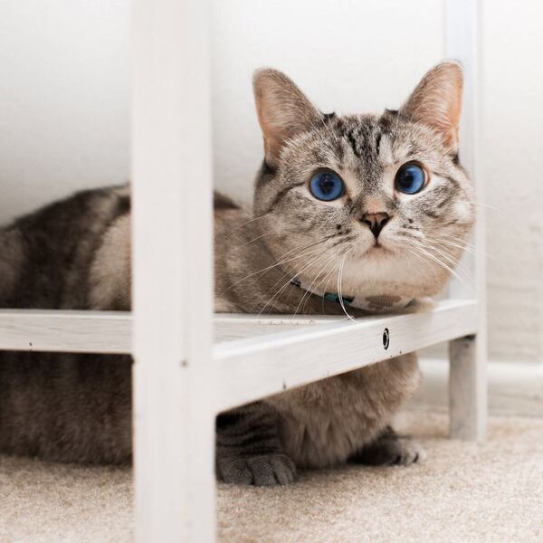 Nala Cat - a cat is hiding under the chair.