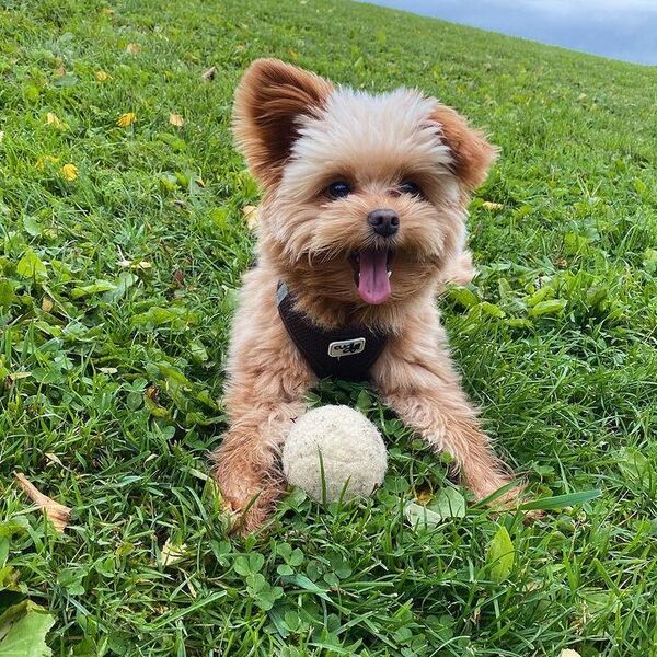 Oliver the Teddy Bear - a dog is playing ball.