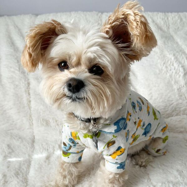 Popeye - a dog is wearing cotton printed shirt.