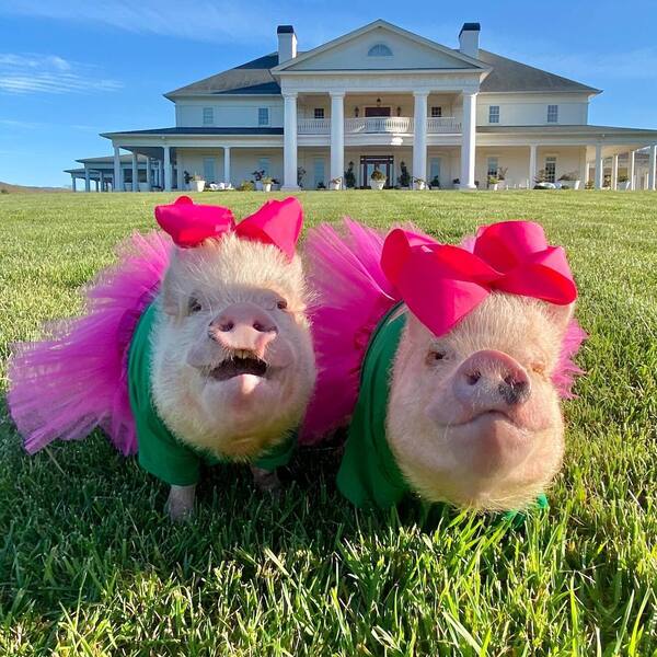 Prissy and Pop - pig wearing pink ribbons and dres.