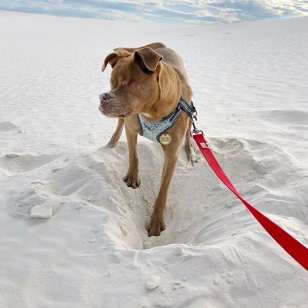 Puddin - a dog is walking on white sand.