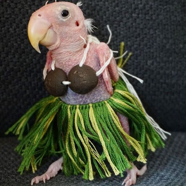 Rhea - a naked bird wearing hawaiian dress.