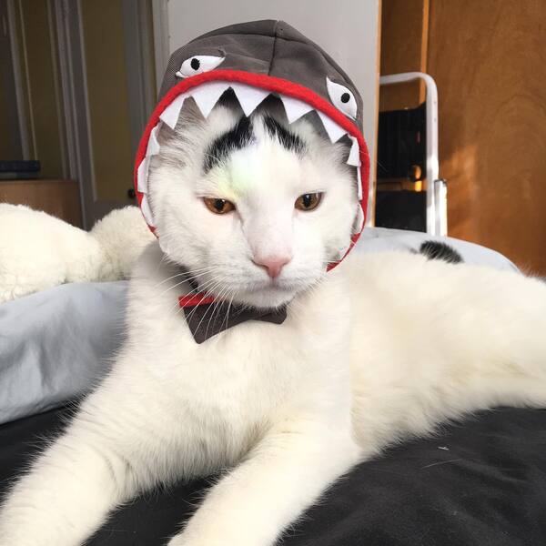 Sam - a cat is wearing shark hat.
