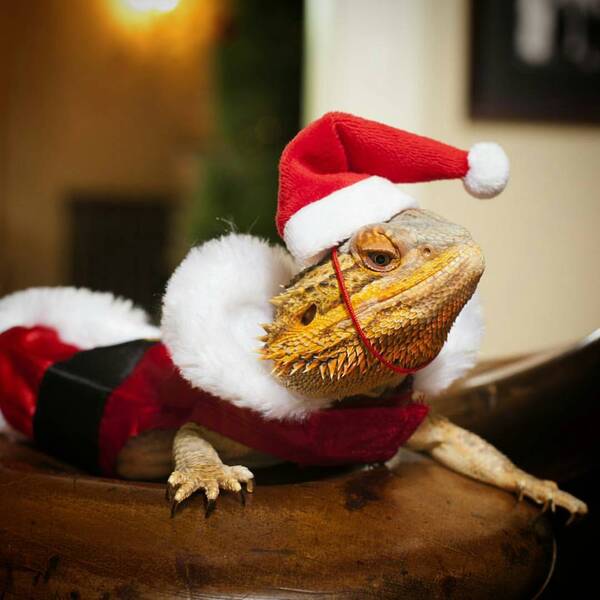 Super Pringle - a reptile wearing christmas attire.