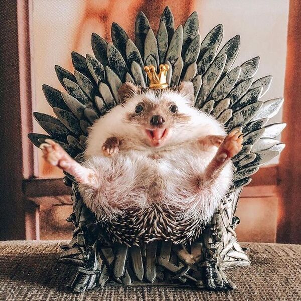 The World’s Cutest Adventures - a hedgehog is wearing crown and sitting on his throne.