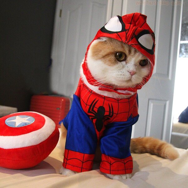 Waffles - a cat is wearing spiderman suit.