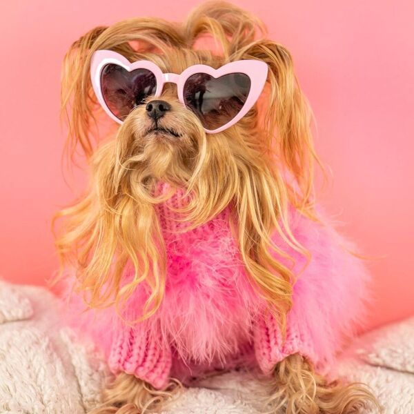 Willamina - a dog wearing glasses in pink crochet top.